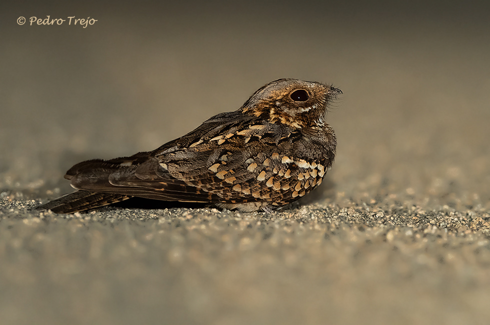 Chotacabras cuellirrojo (Caprimulgus ruficollis)